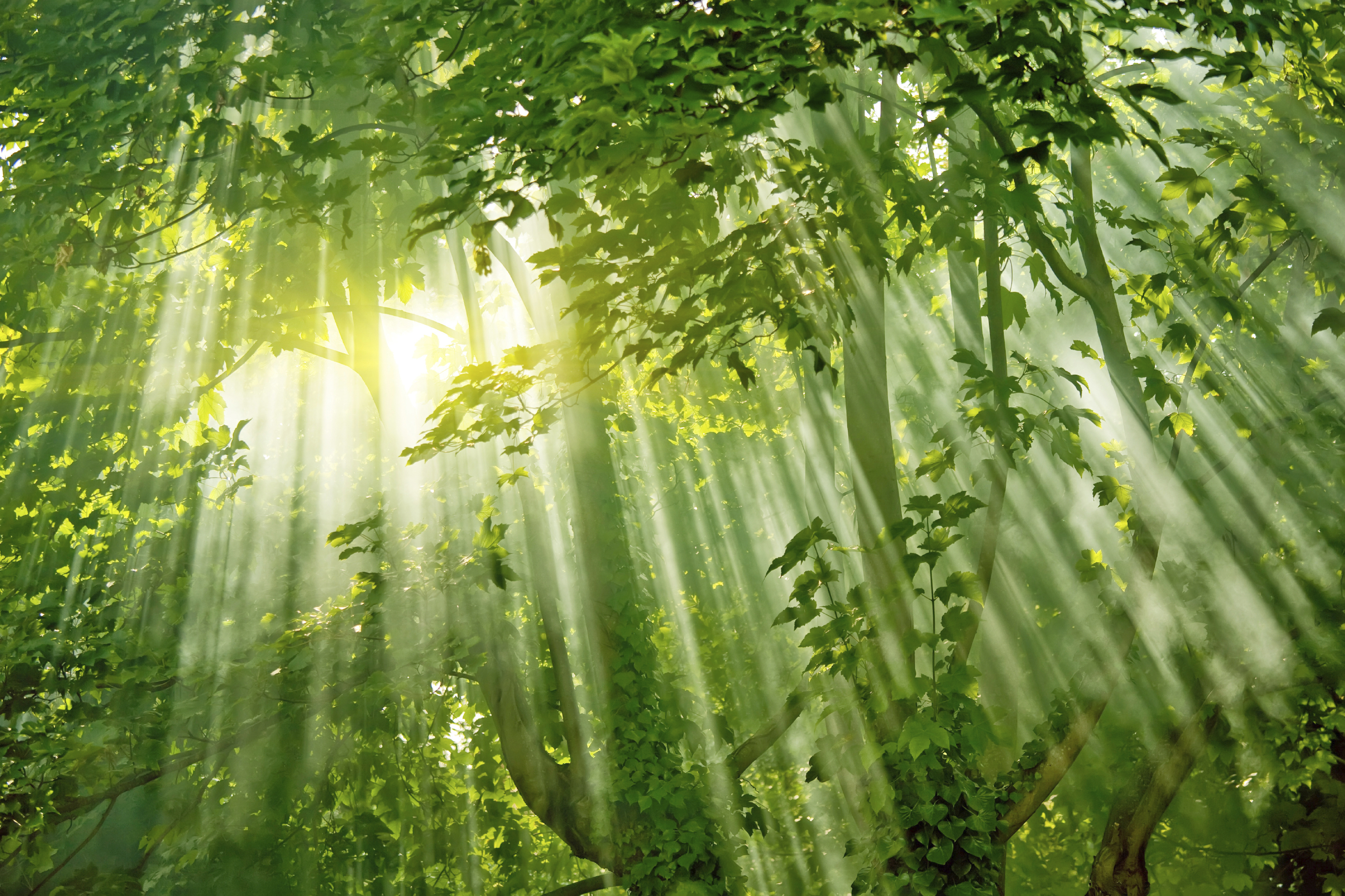 magic sunlights in forest